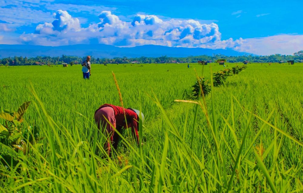 Photograph by Edi Hidayat