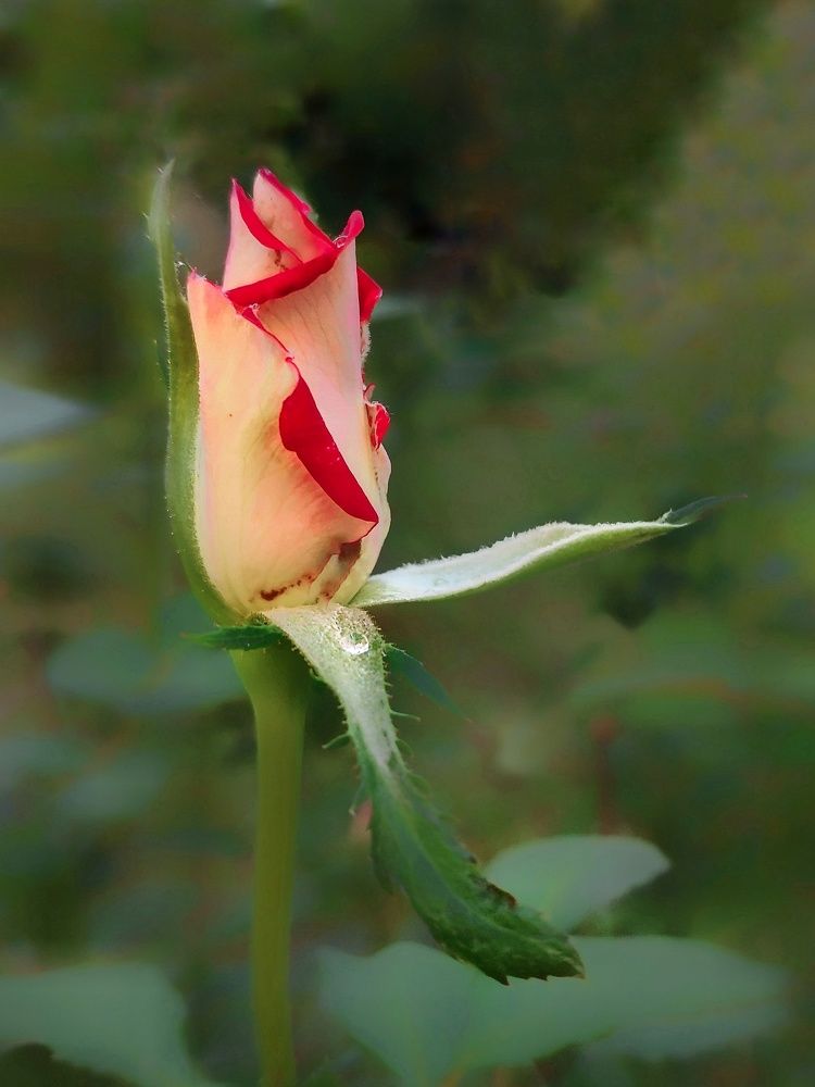 Photograph by Светлана Смирнова