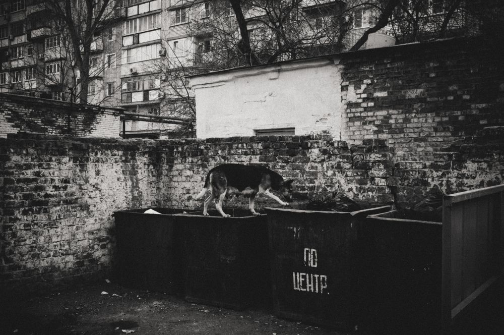 Photo #10461801