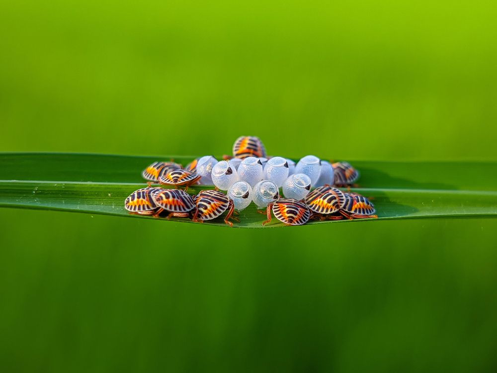 Guardian the egg until hatch