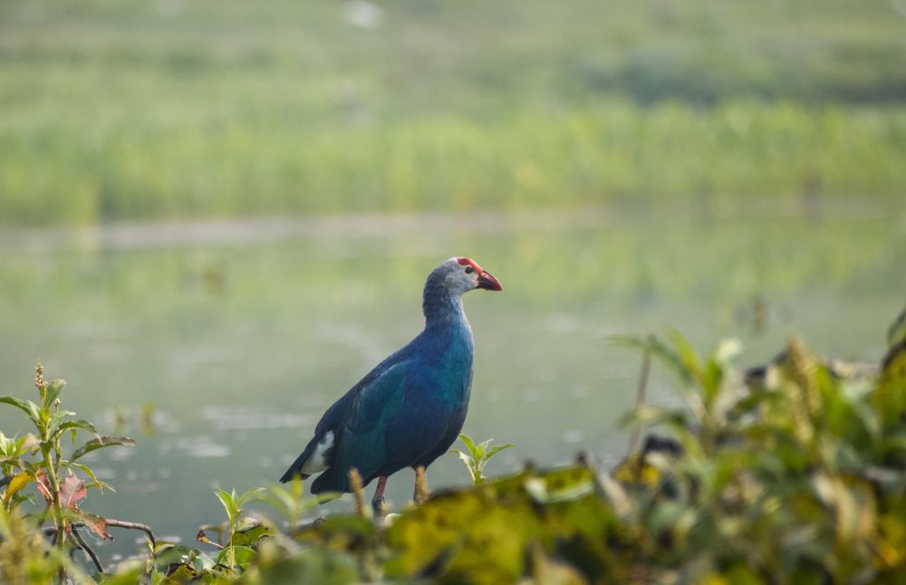 Фотография автора Tonmoy Maity