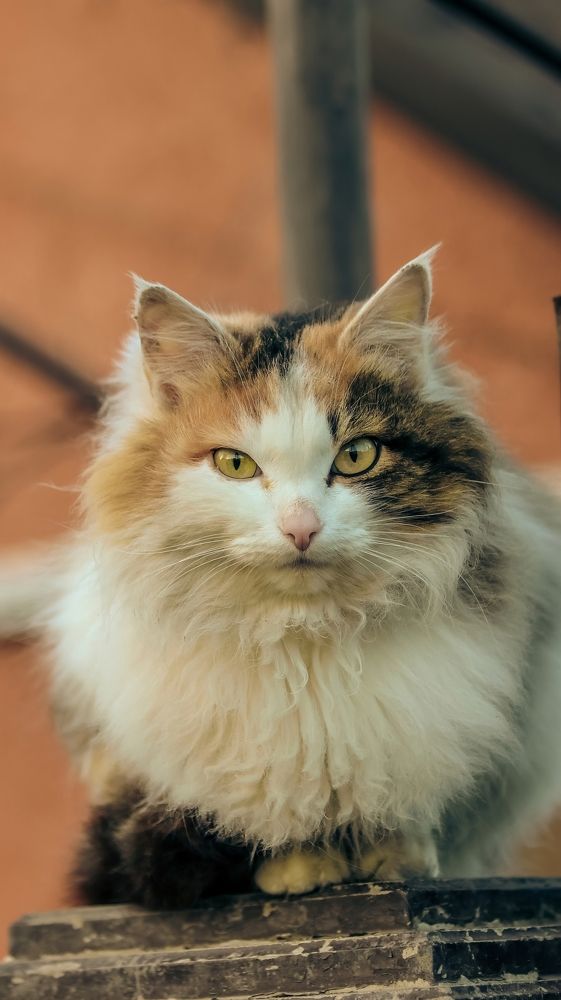 Photograph by Даниил Сырбу