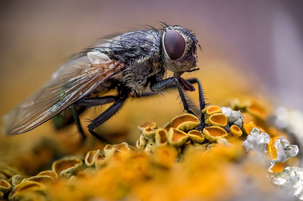 Photograph by Юрий Яковлевич