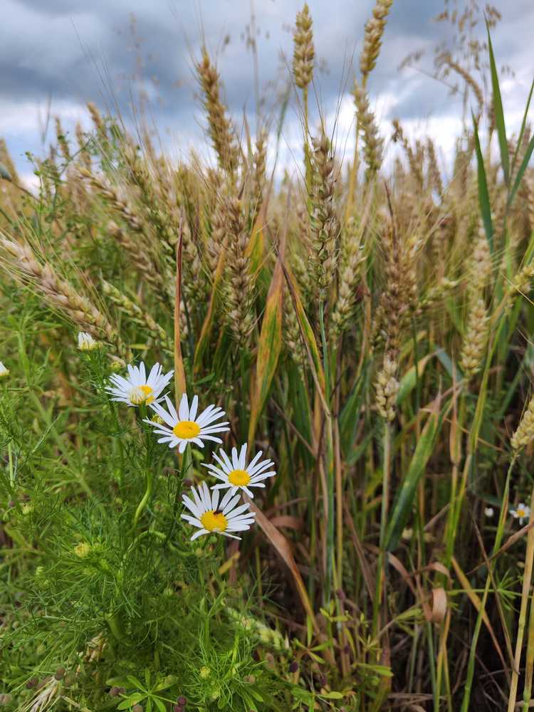 Photograph by rusenescu ramona