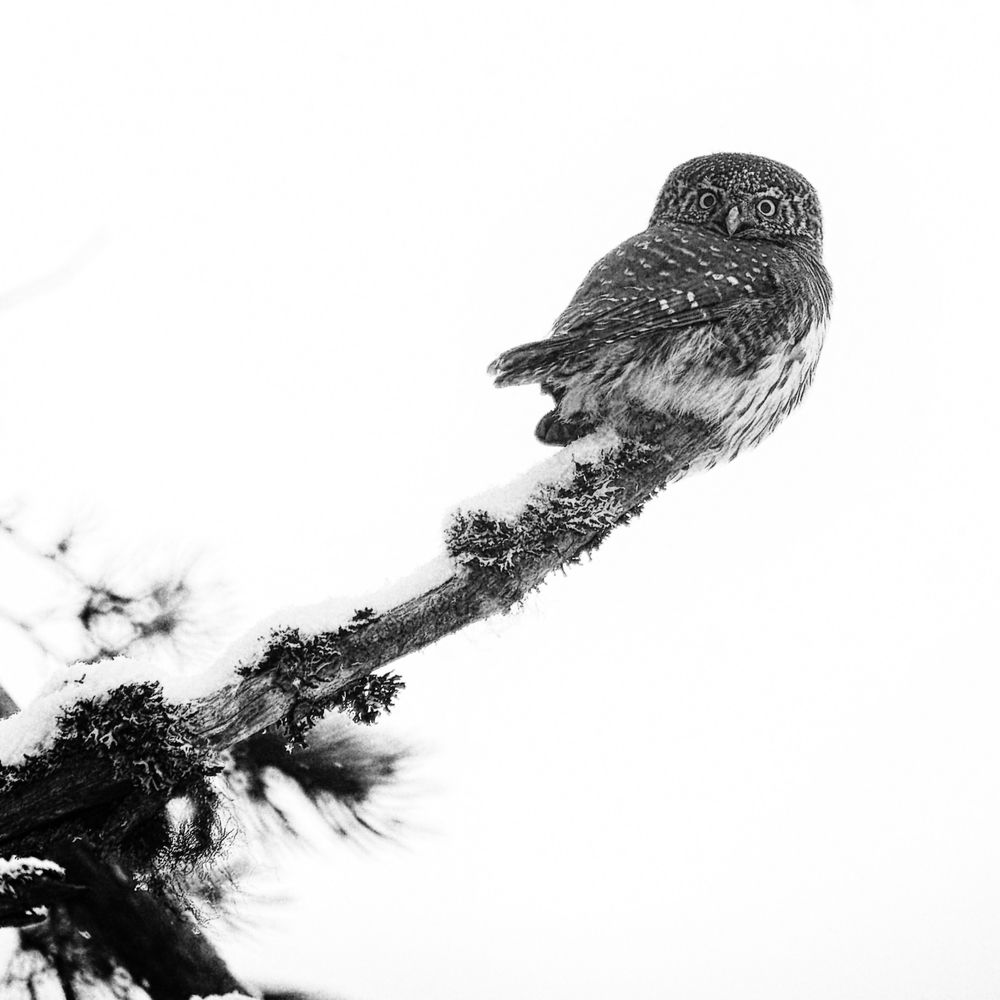 Chouette Chevechette