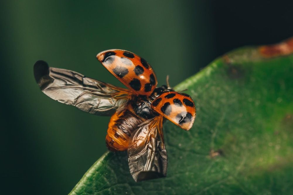 Photograph by heymans Tiffany