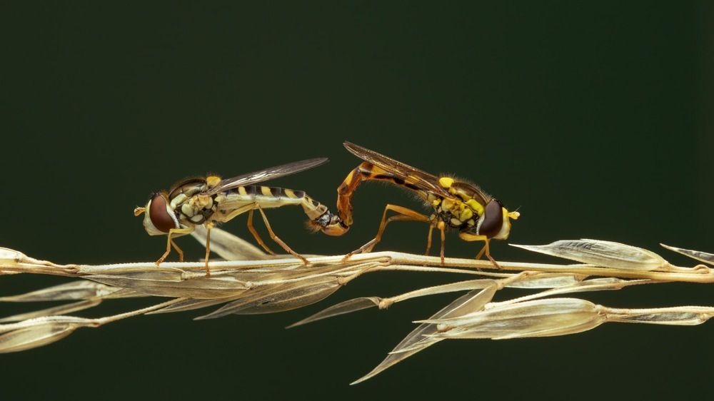 Photograph by heymans Tiffany