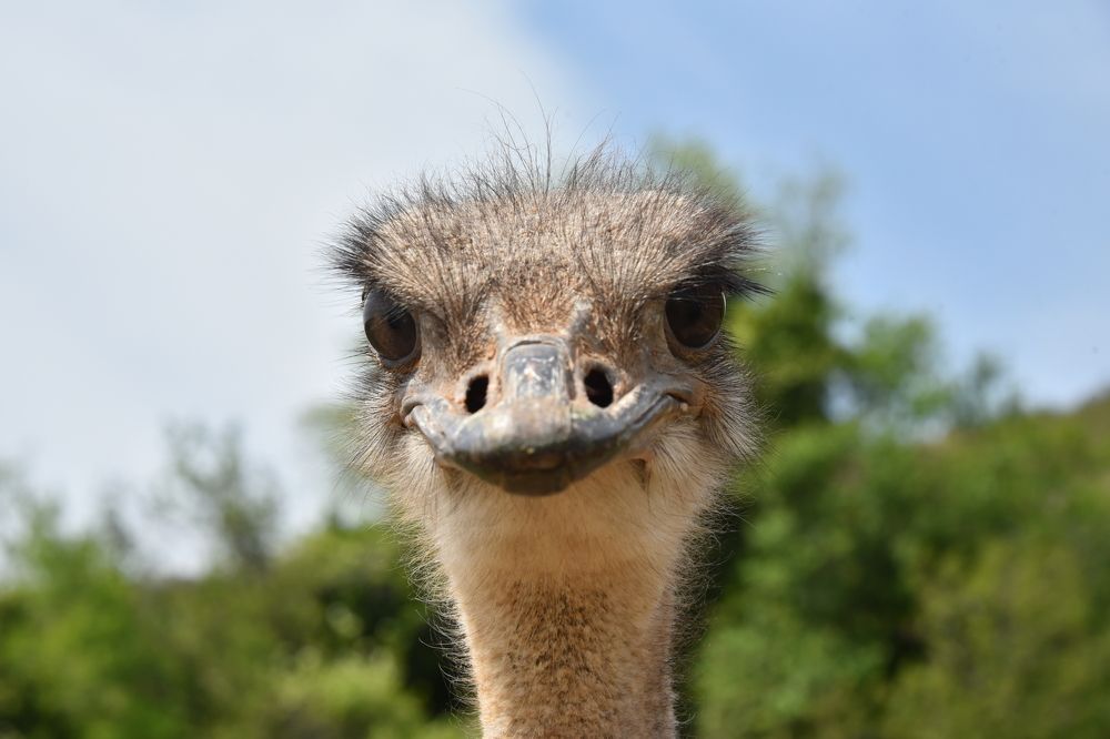 Ostrich smile