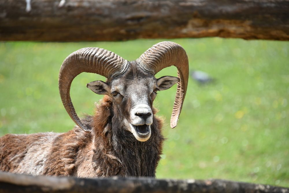 Shall we sing a song?