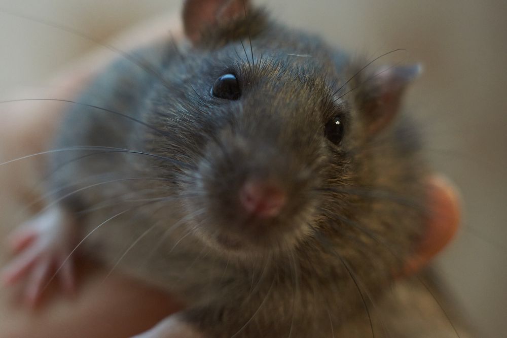 Photograph by Лариса Неман