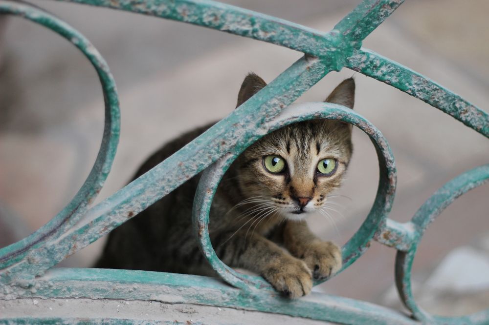 Photograph by mohamed mokhles 77