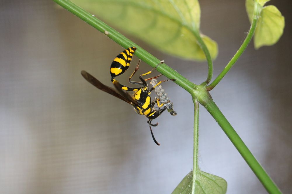 Photograph by A ANKITA RANI