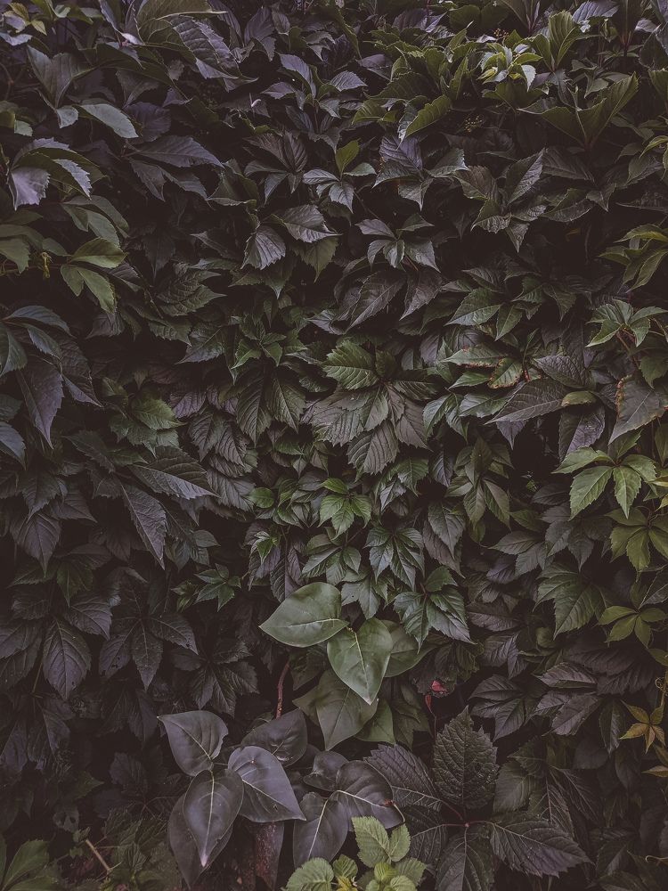 Photo #10462620