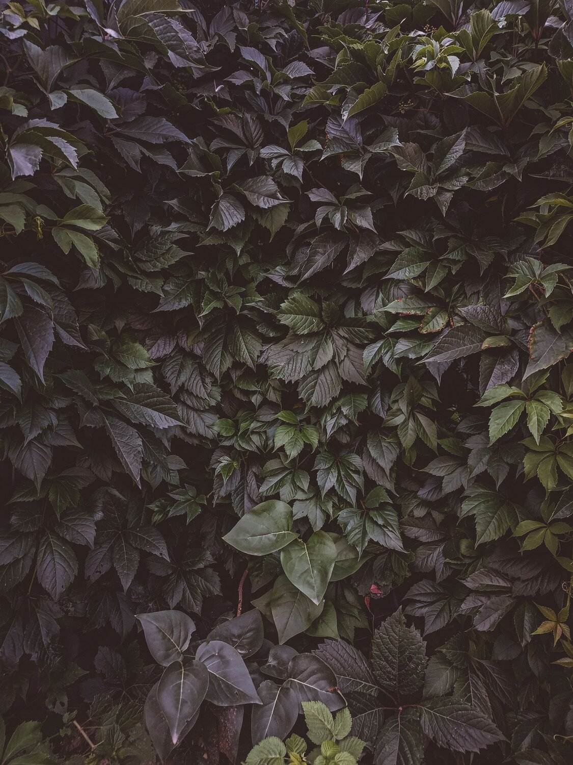 Photo #10462620