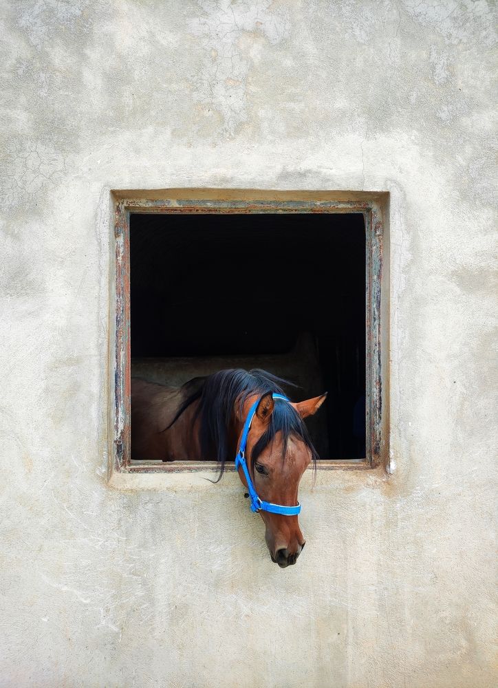 Photograph by Setare Roozbahani