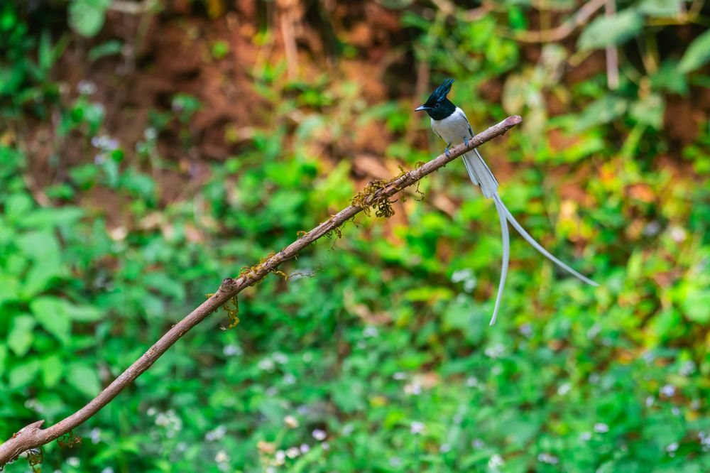 Photograph by Neelimaa Ripote