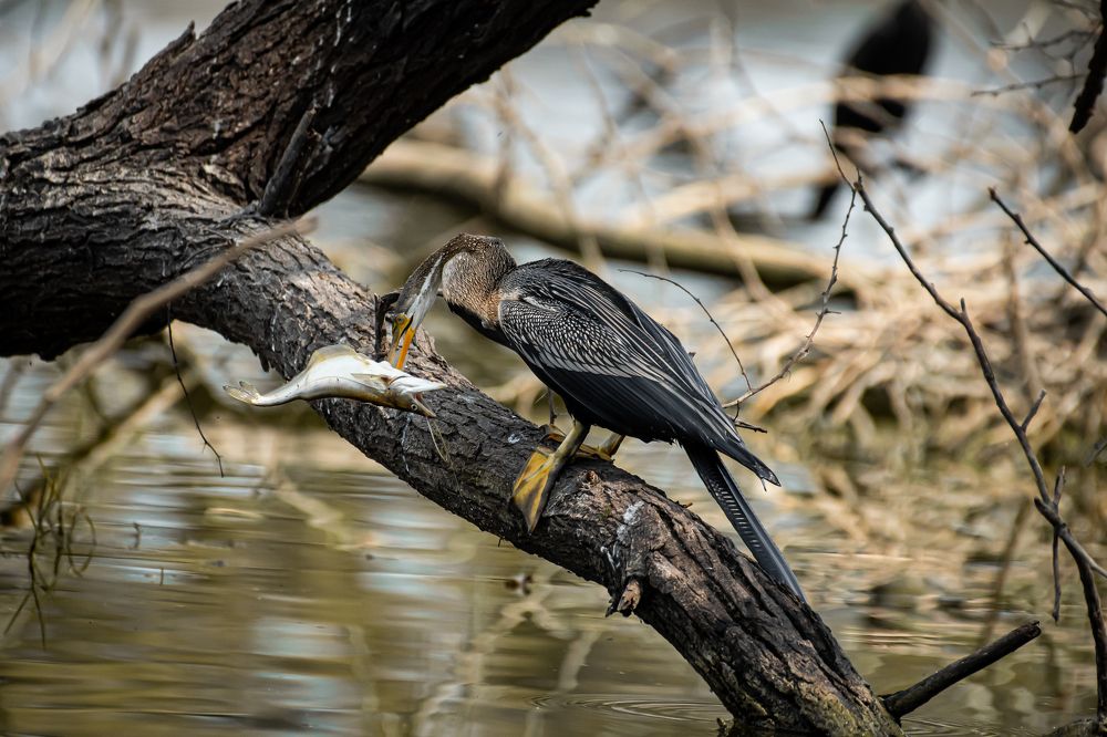 Cormorant With Fish Kill