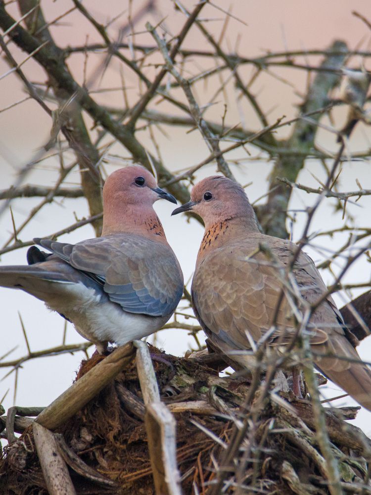Photograph by sunil agadi