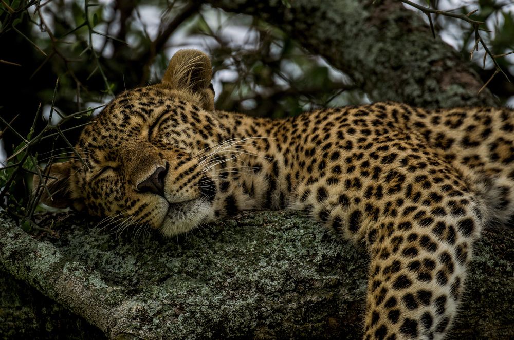 Photograph by Murad Rajabali Habib