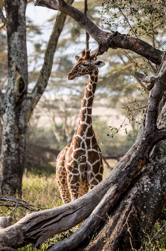 Photograph by Murad Rajabali Habib