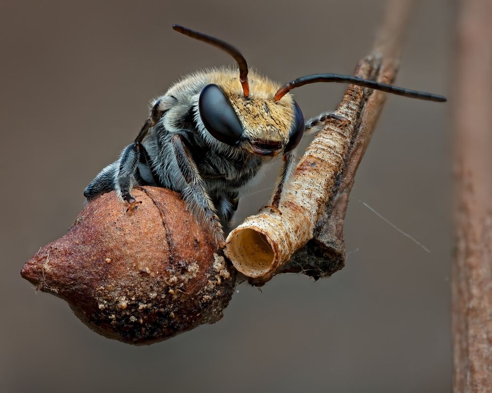 Фотография автора Craig Loechel