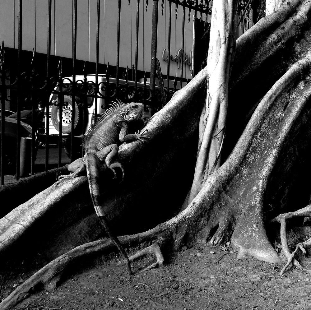 Photograph by Daniel Catagua