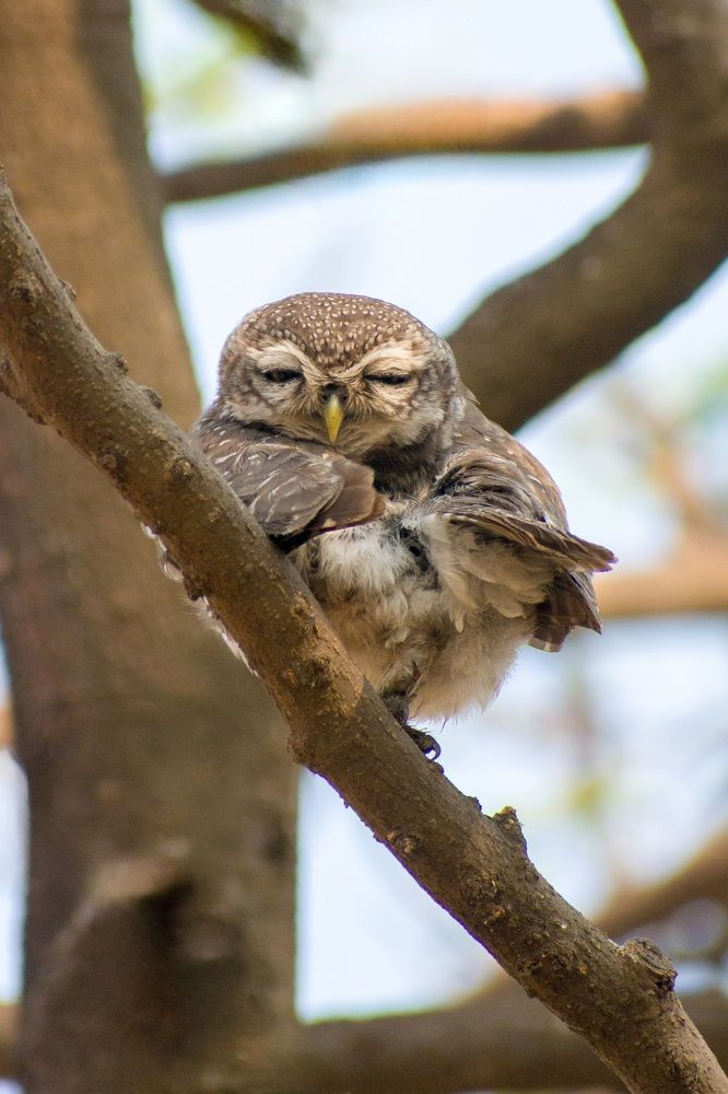 The spotted owlet (Athene brama)