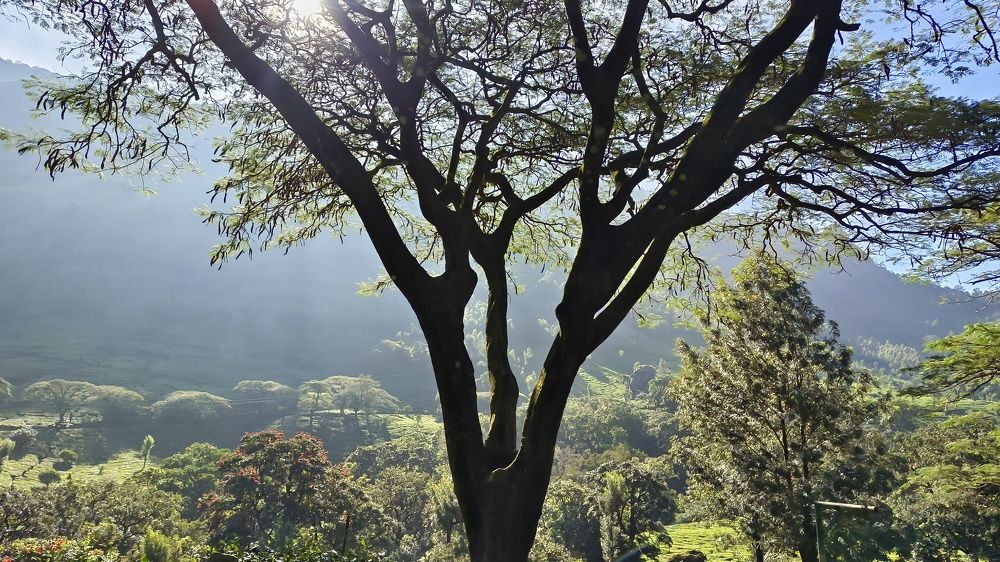 Photograph by Diwakaran D