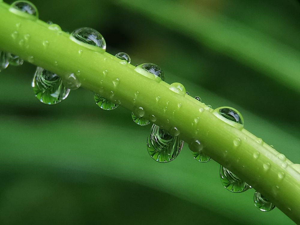 raindrops