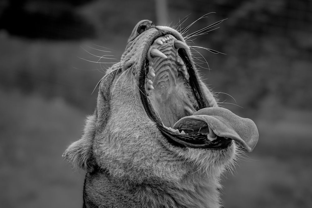 Фотография автора sophie Collin