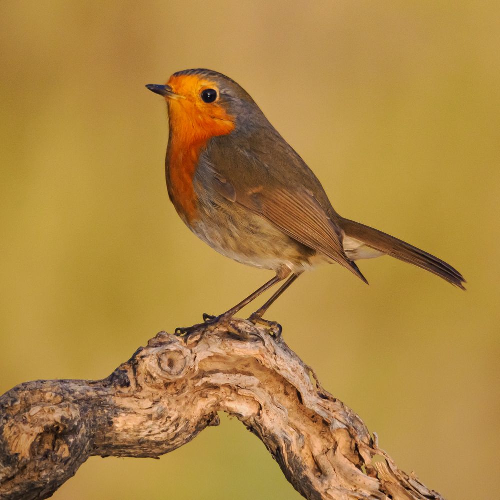 Фотография автора Jorge Herraiz