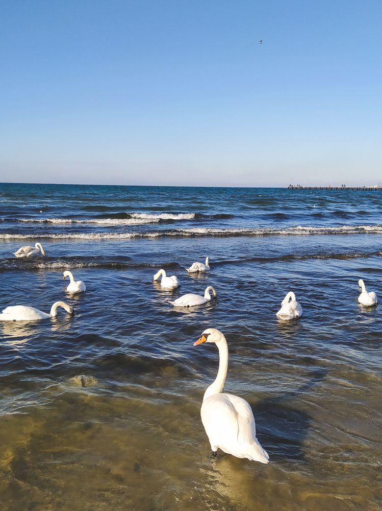 Лебеди на набережной Анапы