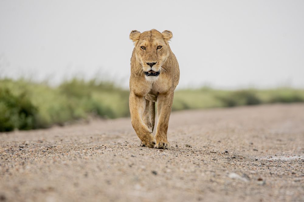 Queen of the Serengeti