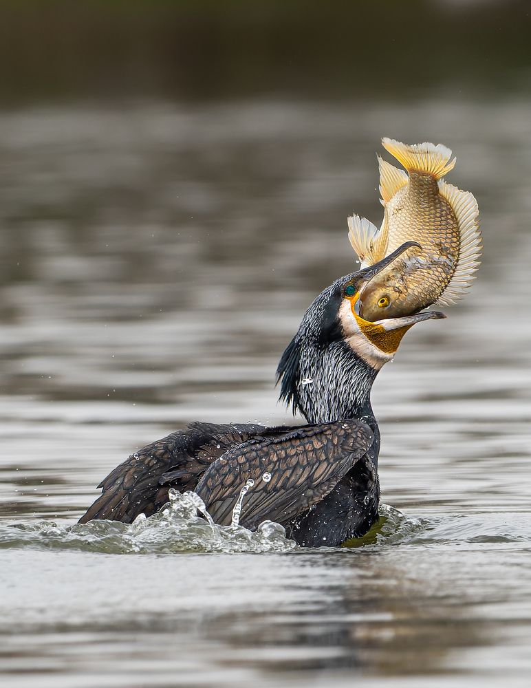 The monsters of nature