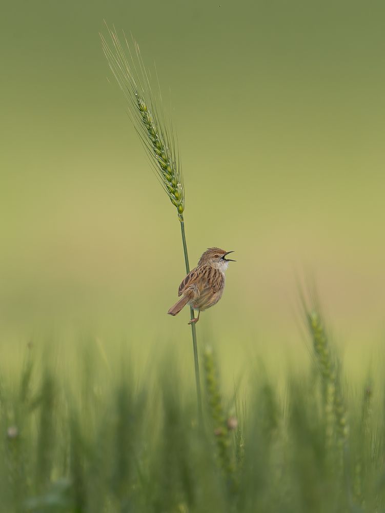 Photograph by Omri Madar