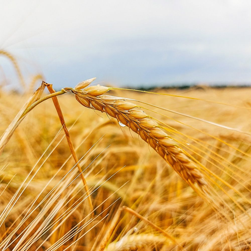 Photograph by Ирина Мекш