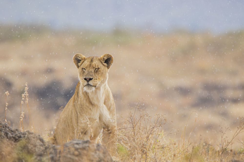 Фотография автора George Mollel