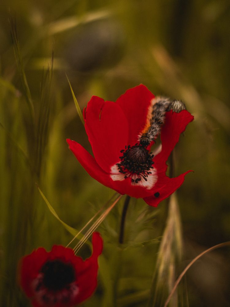 Фотография автора Виктория Калганова