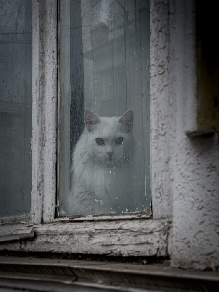Фотография автора Вячеслав Александров