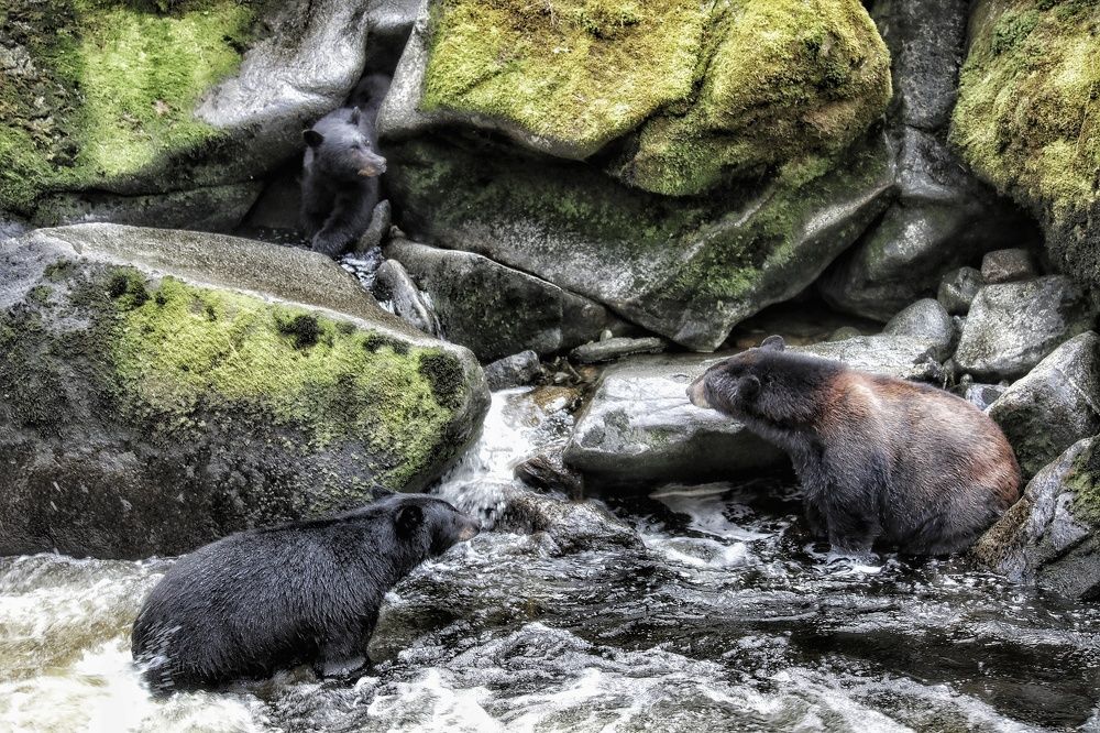 Медведи на рыбалке, Аляска