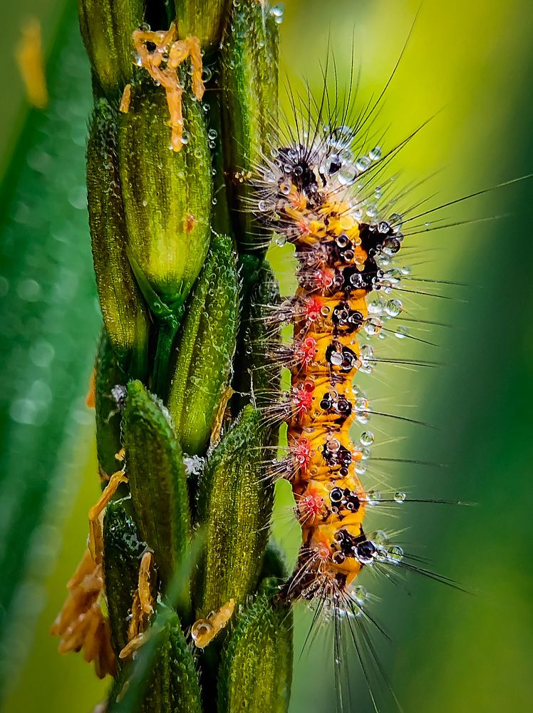 Фотография автора SK Shahbaj Ahmed