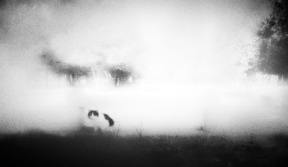 Photograph by Soleyman Roustaei