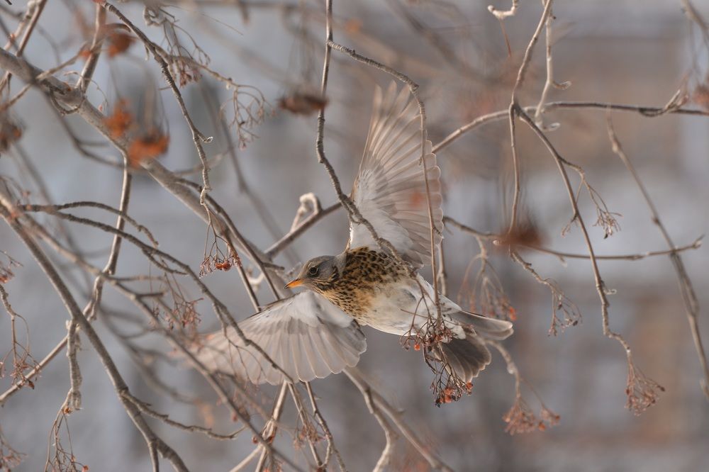 Расправив крылья