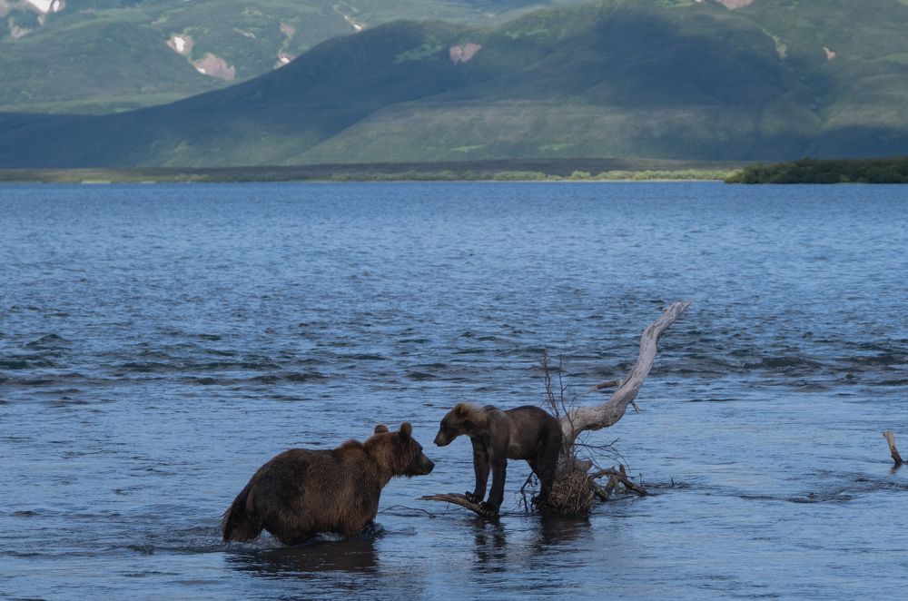Фотография автора Савчиц Марина