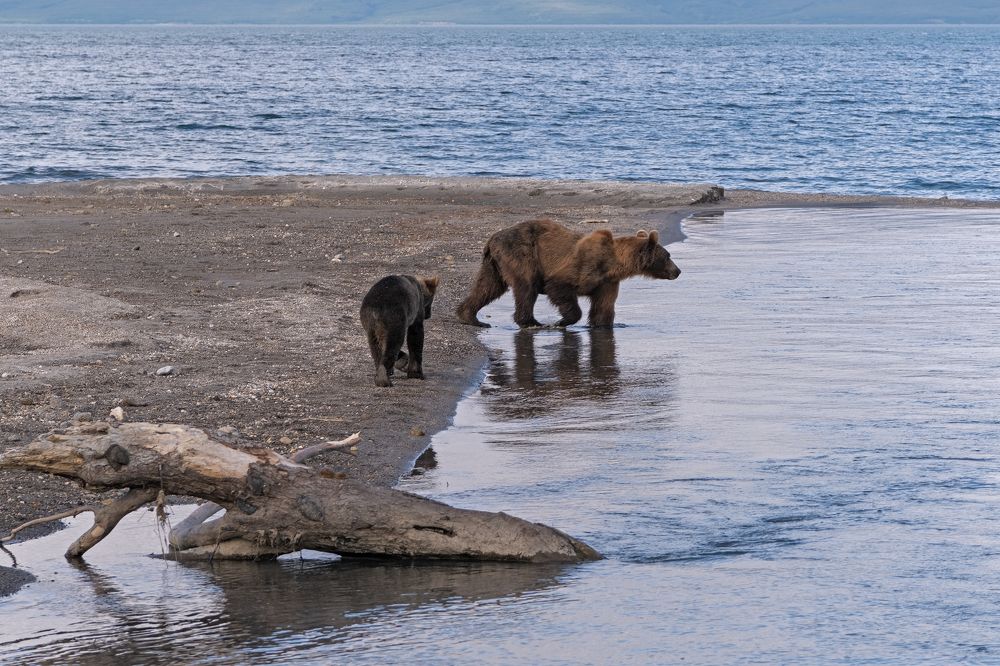Фотография автора Савчиц Марина