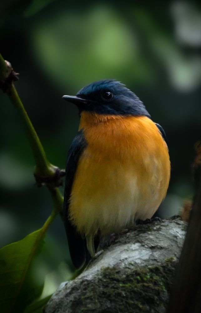 Photograph by Abhijith A S