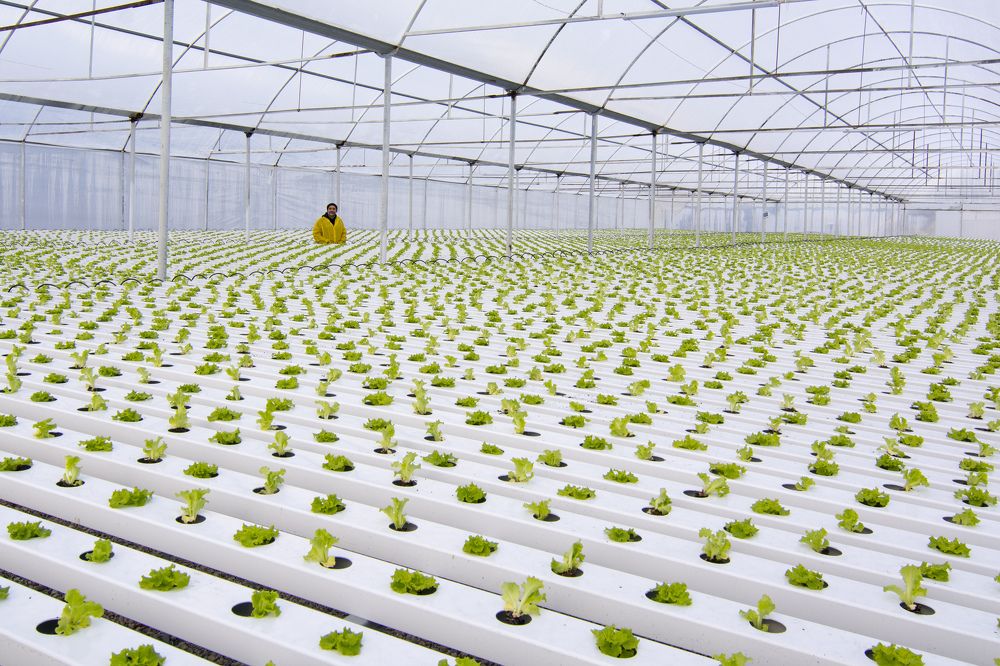 Lettuce Greenhouse