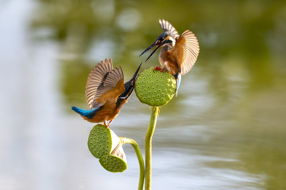 Photograph by Son Giap Hong