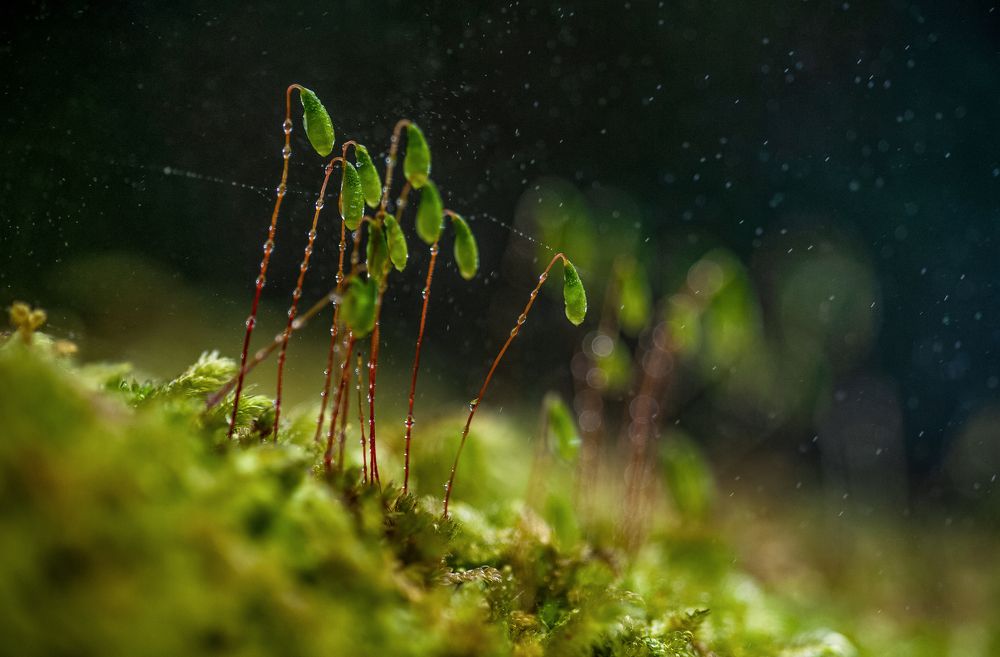 Photograph by Марина Зейтц