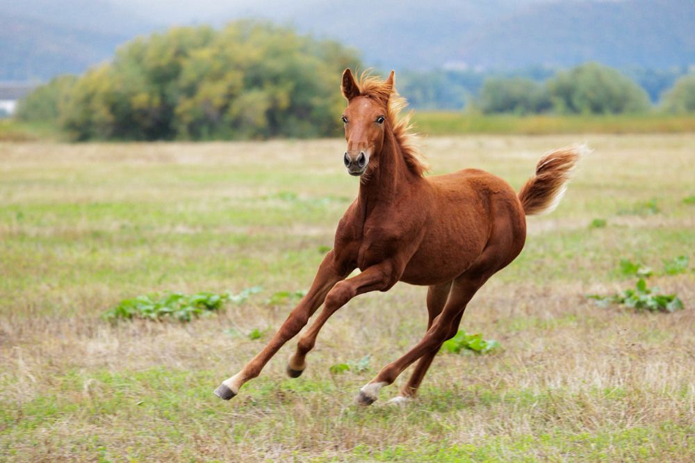 Фотография автора Елена Гордиевская